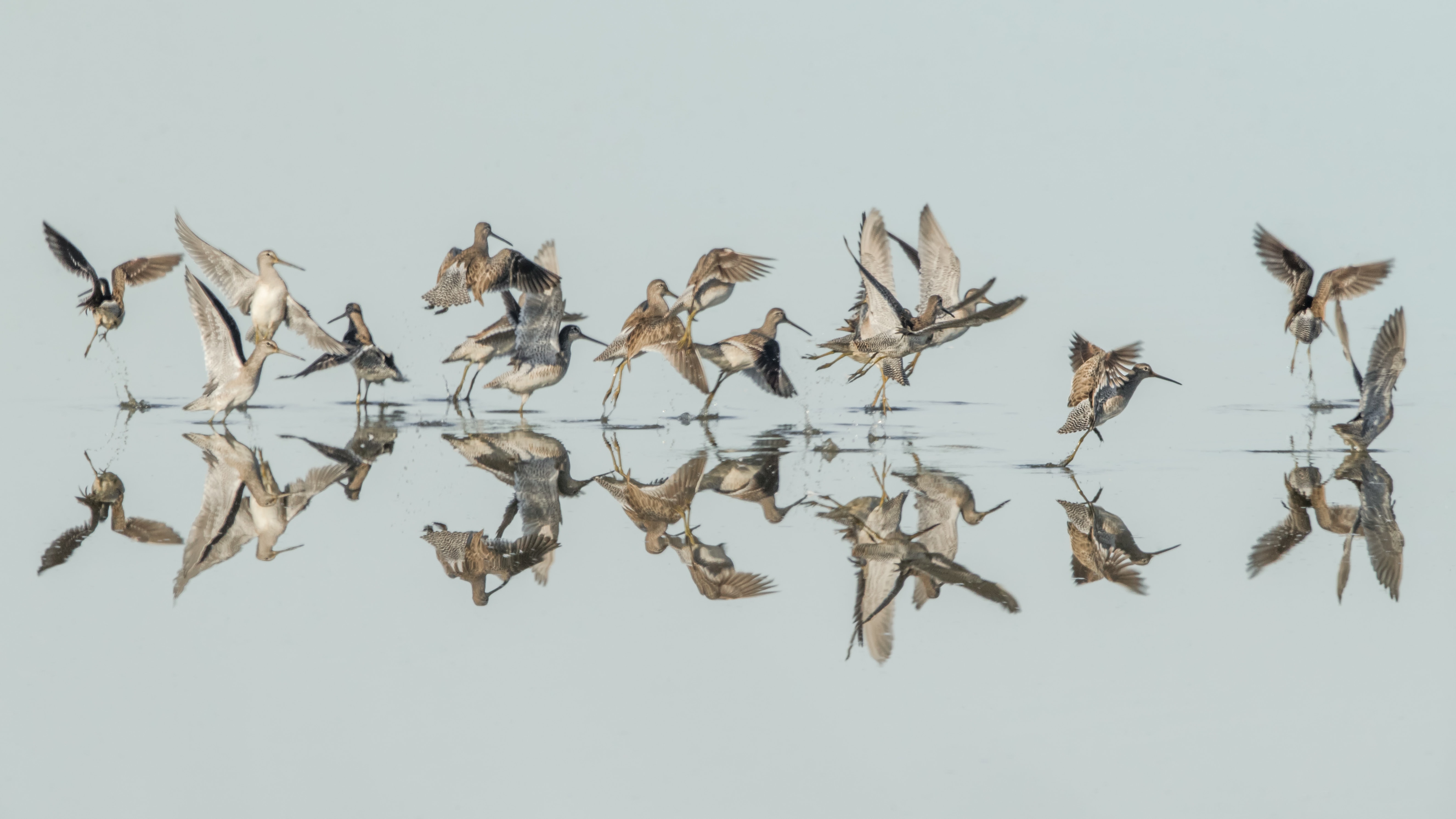 Brids taking flight across water