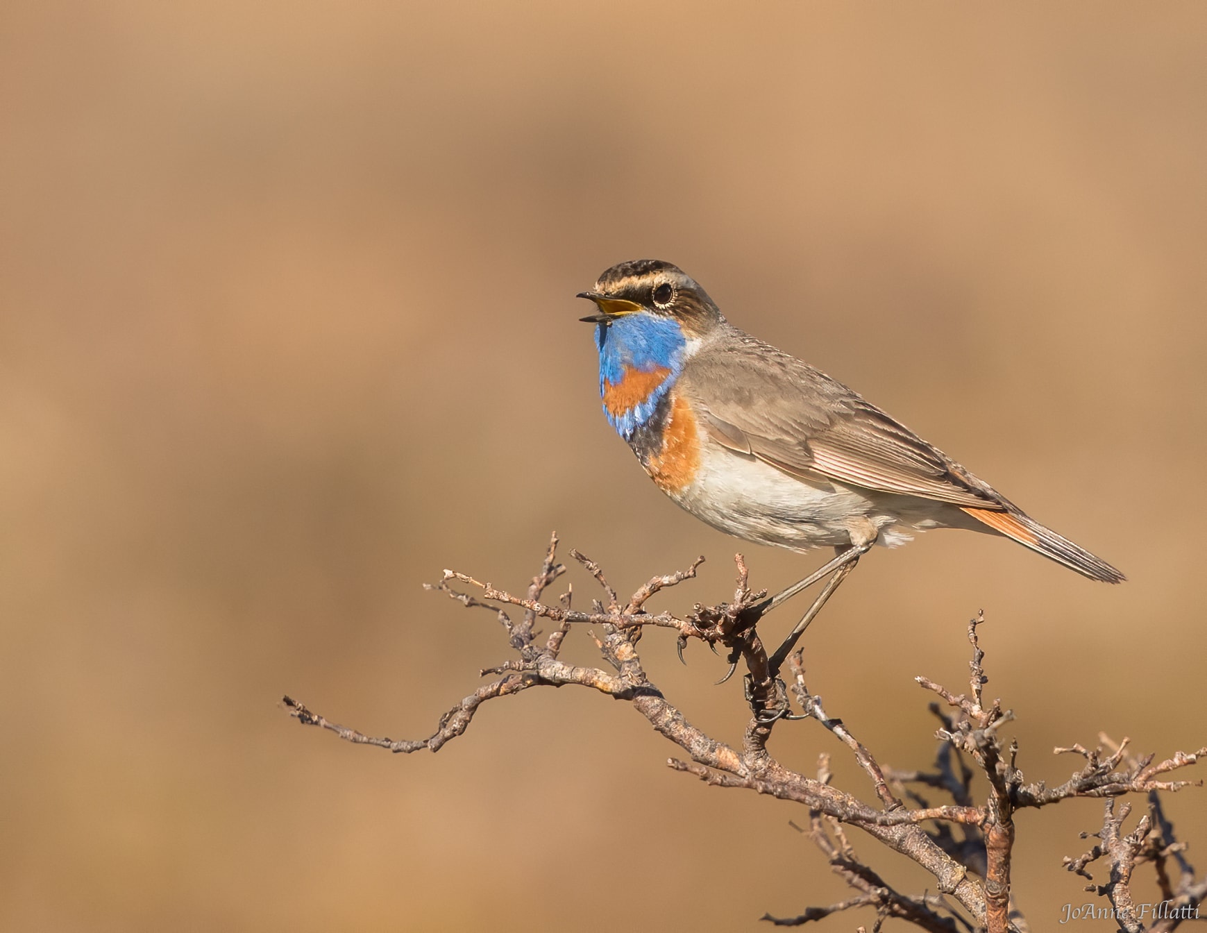 A bluethroat perched on a branch