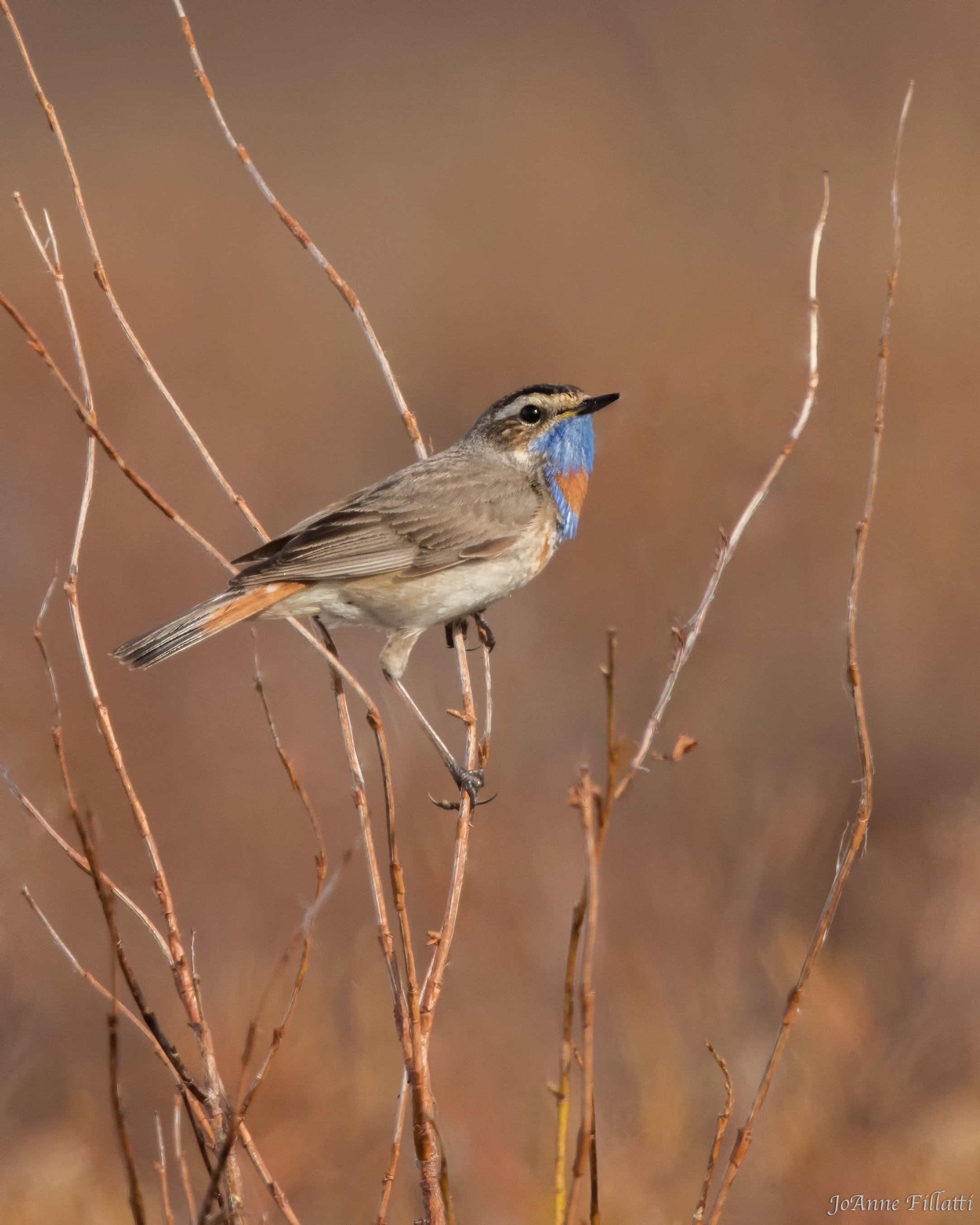 bird of alaska image 11