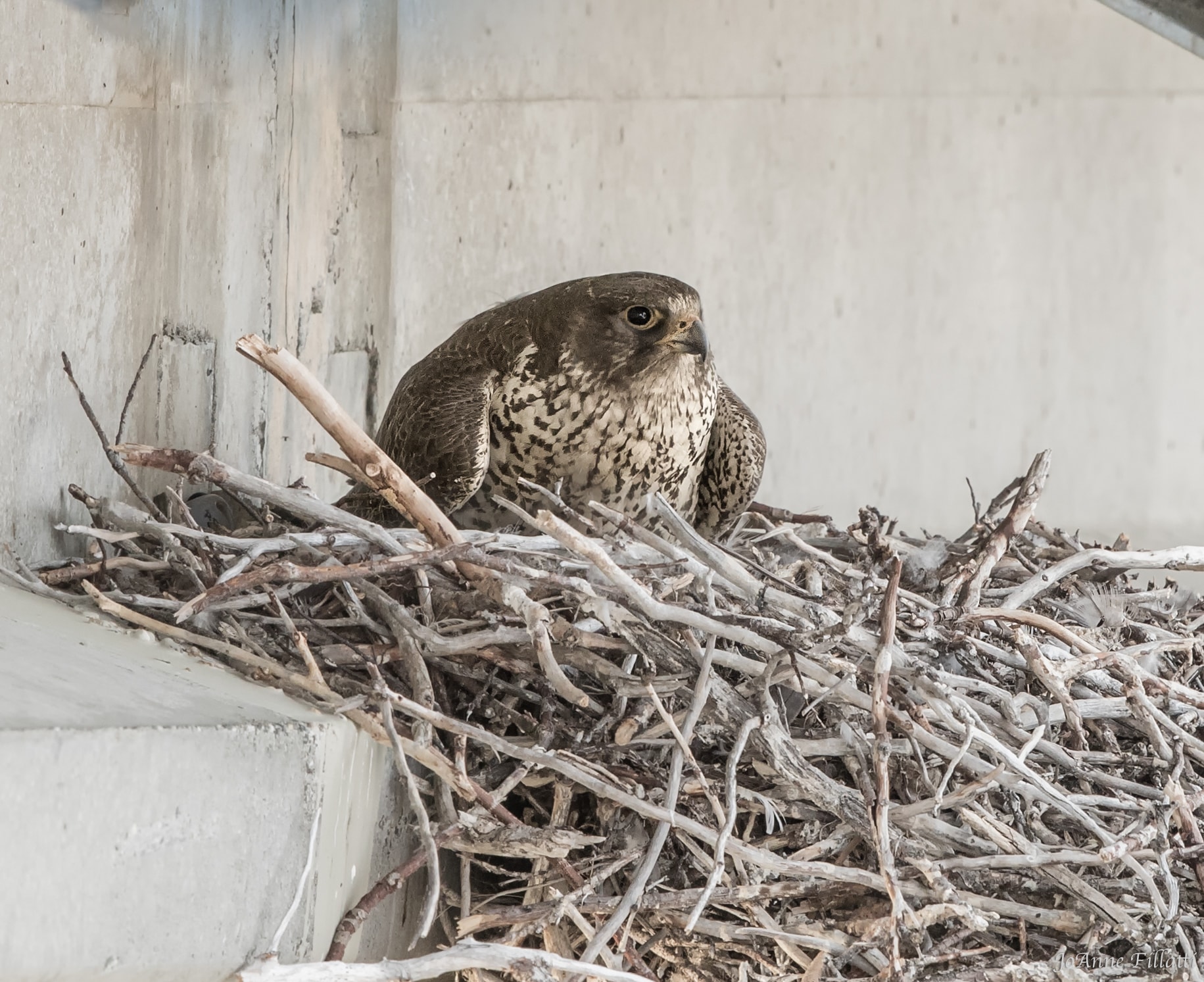 bird of alaska image 16