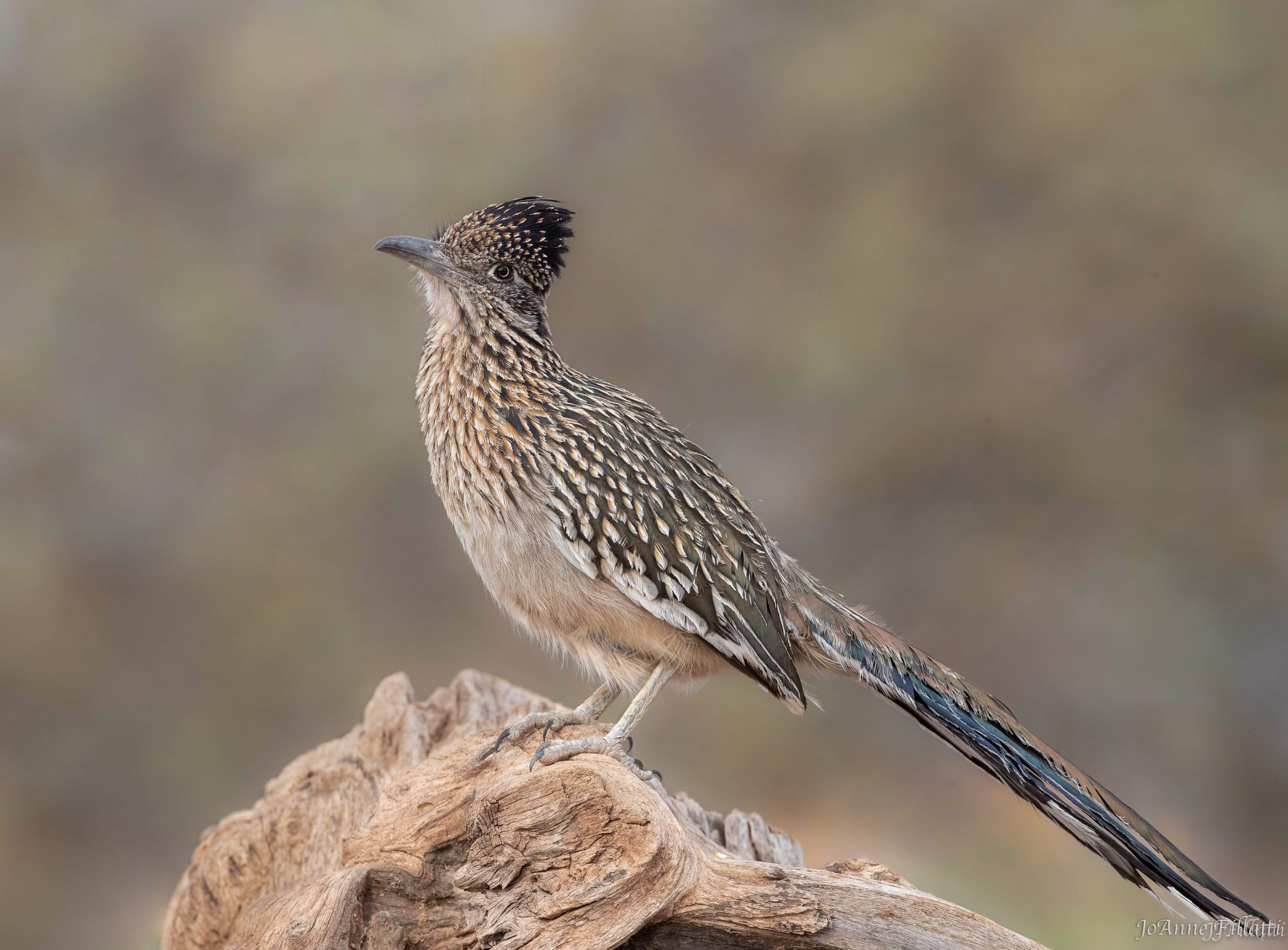 A roadrunner perched on a log