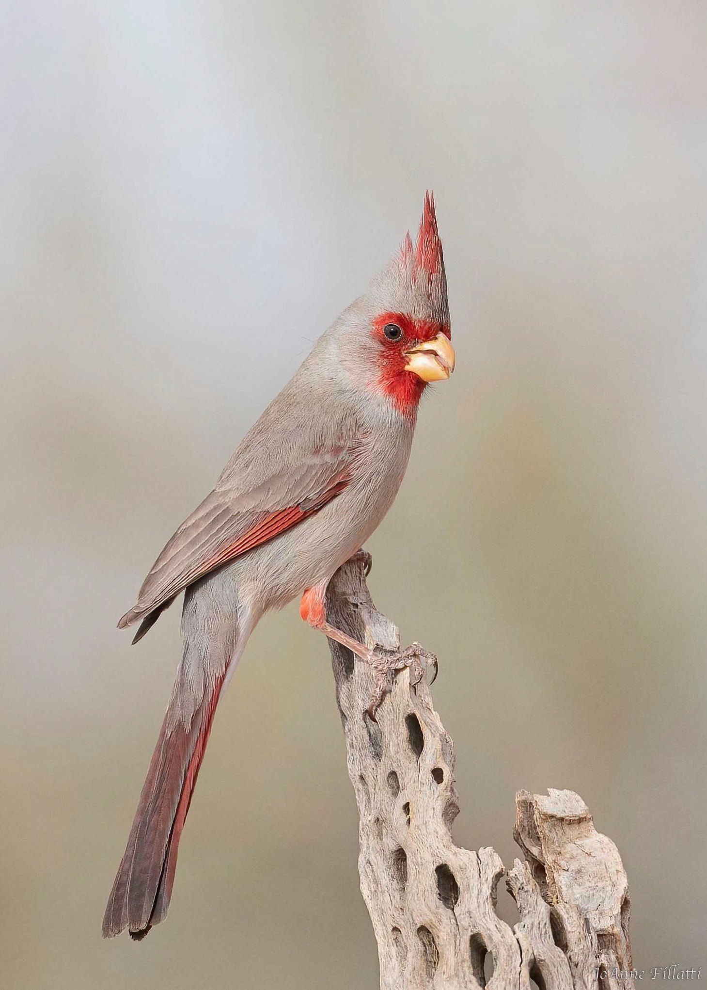 bird of arizona image 3