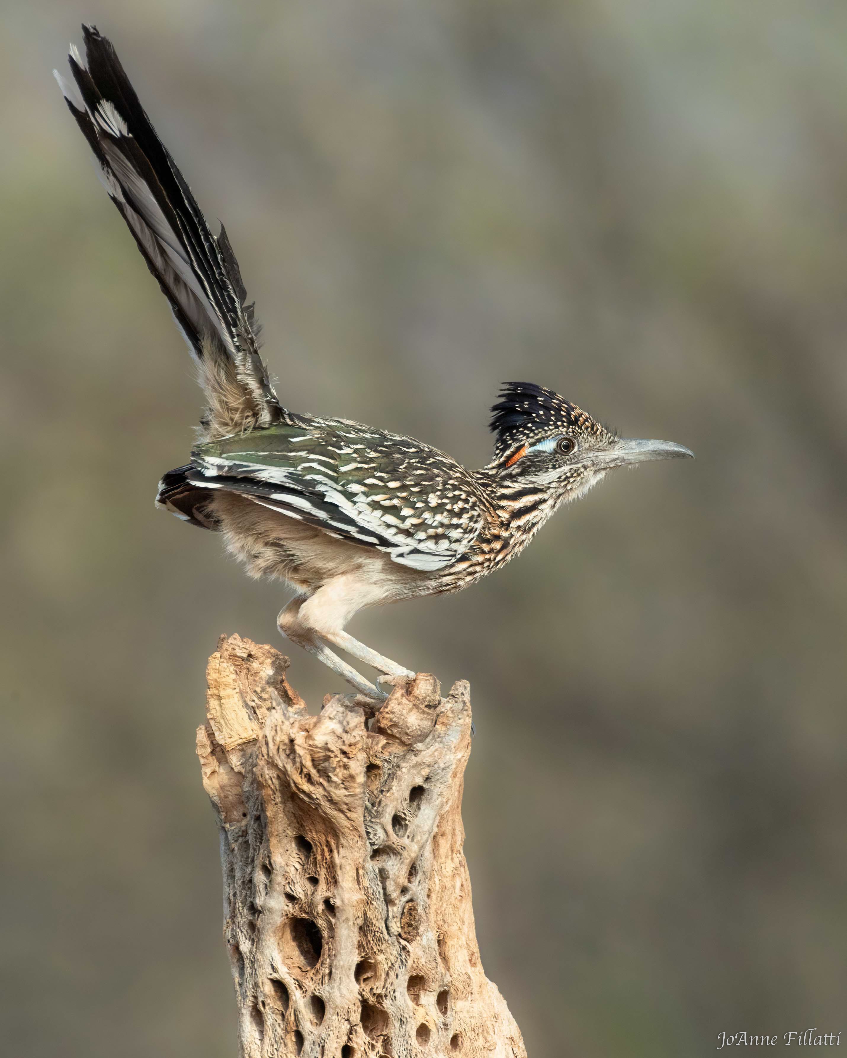 bird of arizona image 6