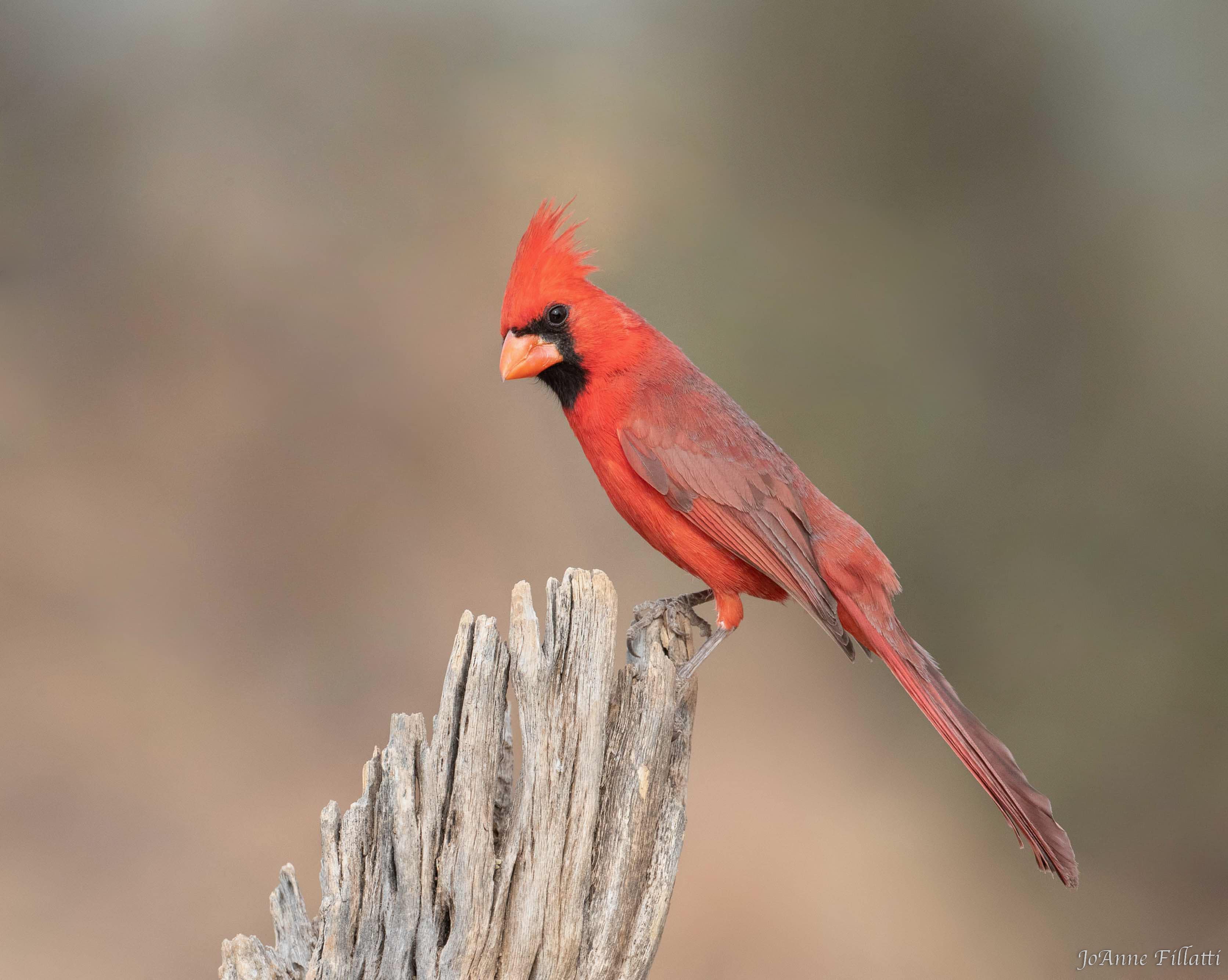 bird of arizona image 8