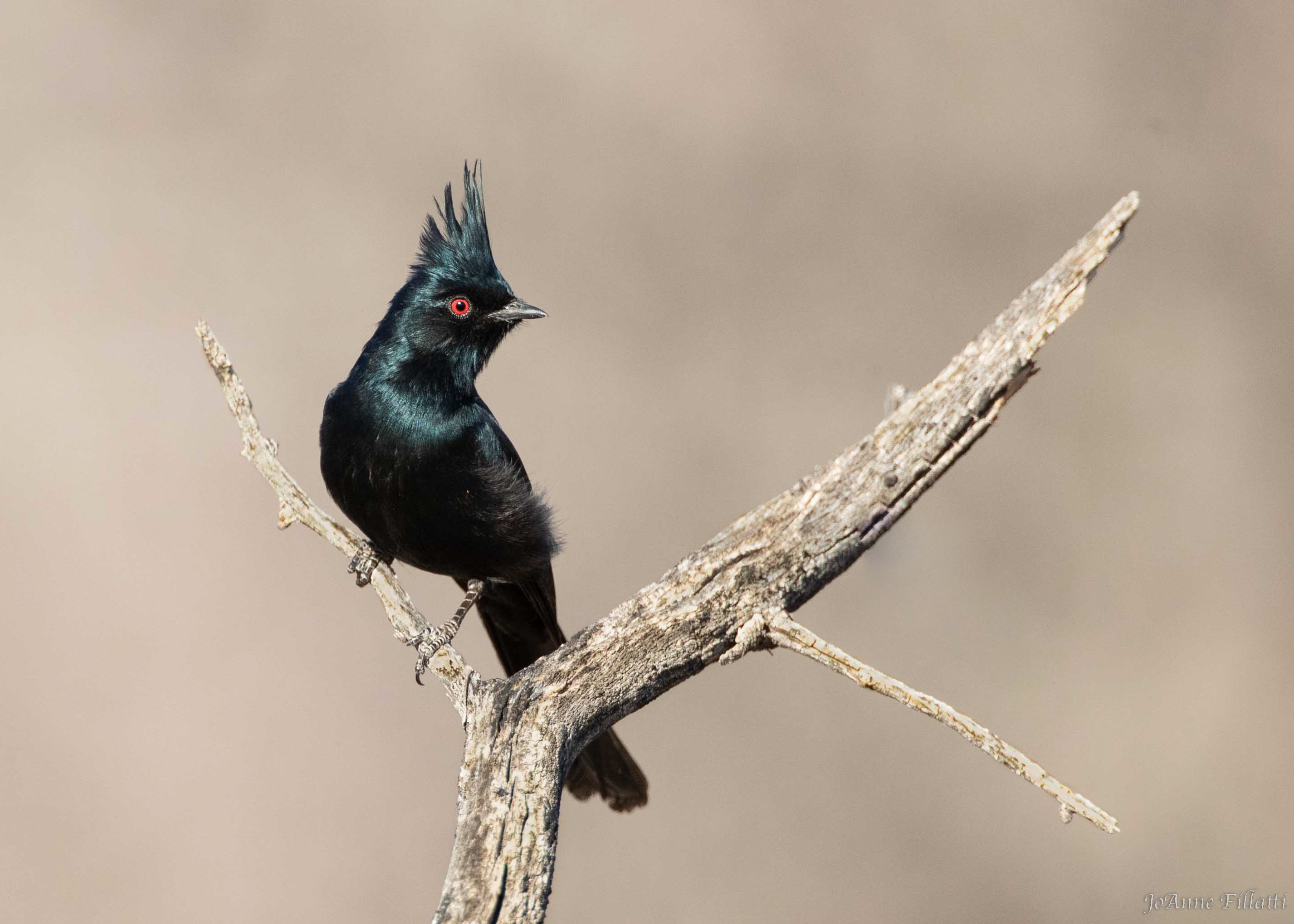 bird of arizona image 12