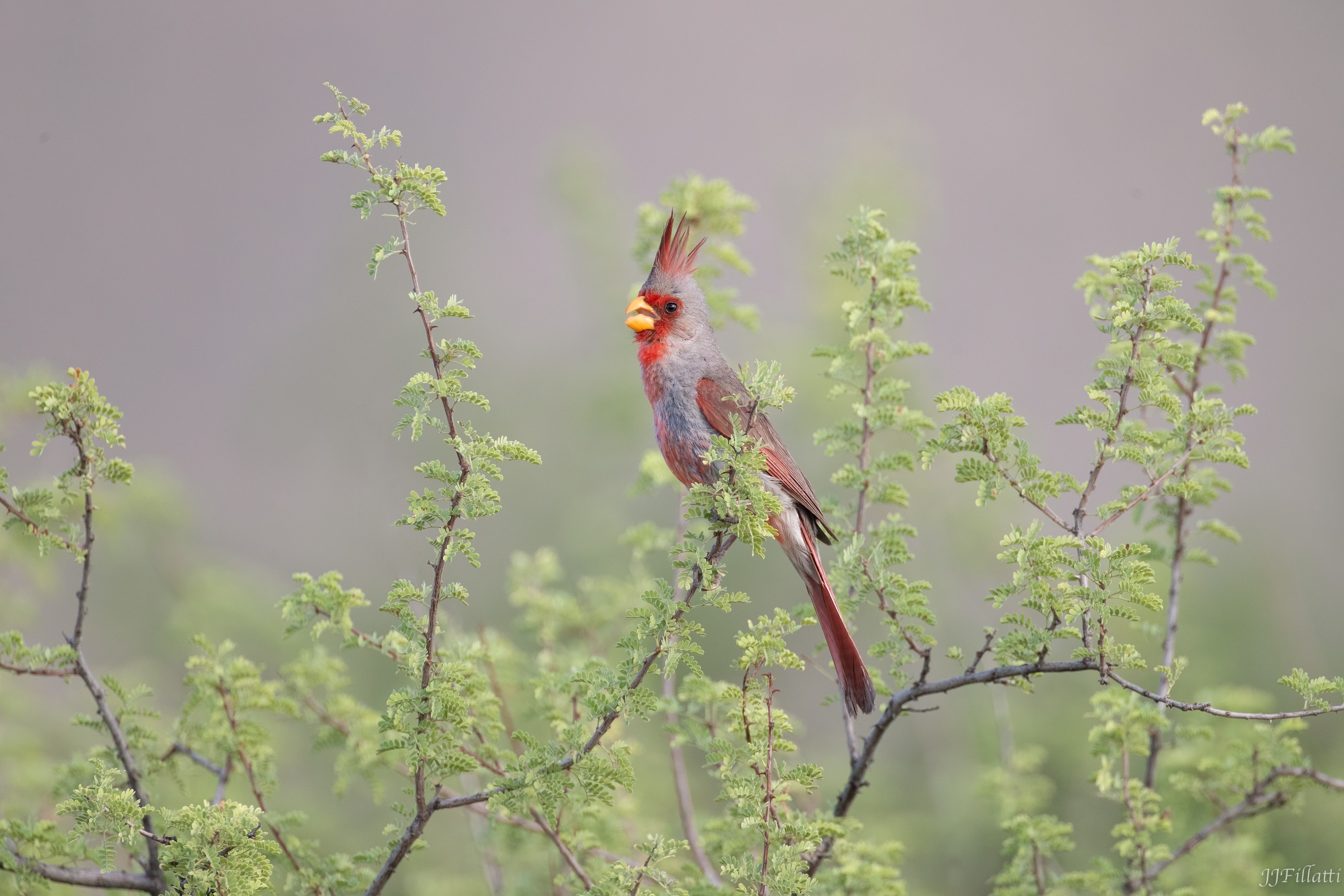 bird of arizona image 23