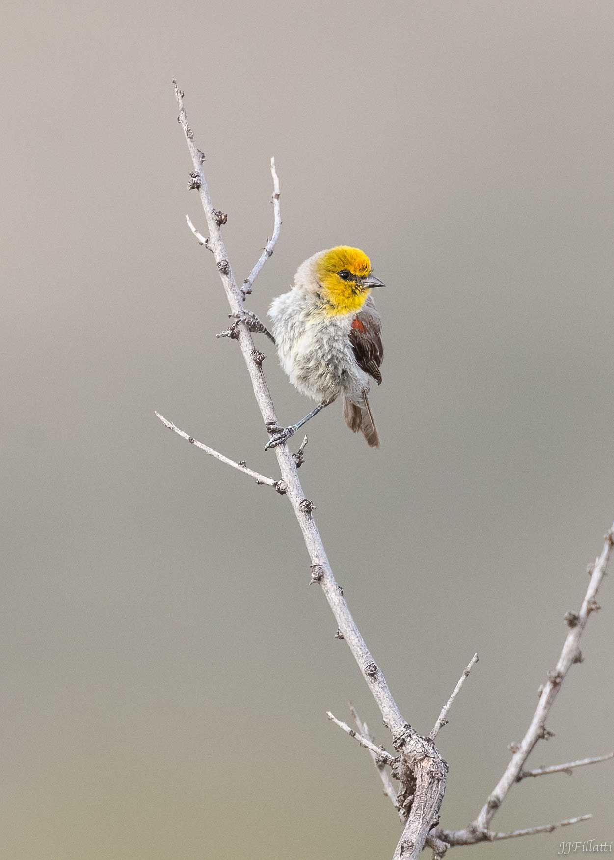 bird of arizona image 28