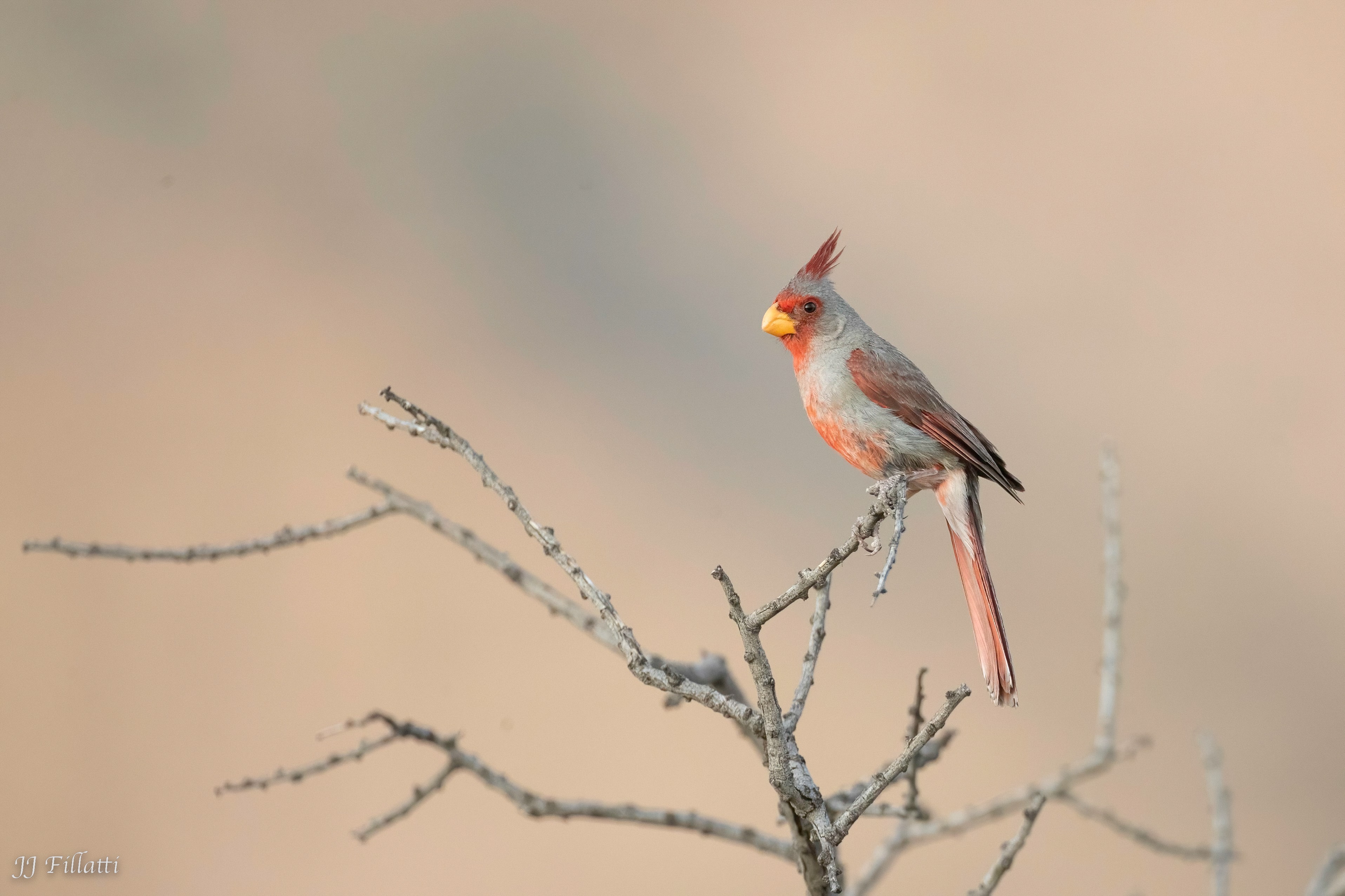 bird of arizona image 32