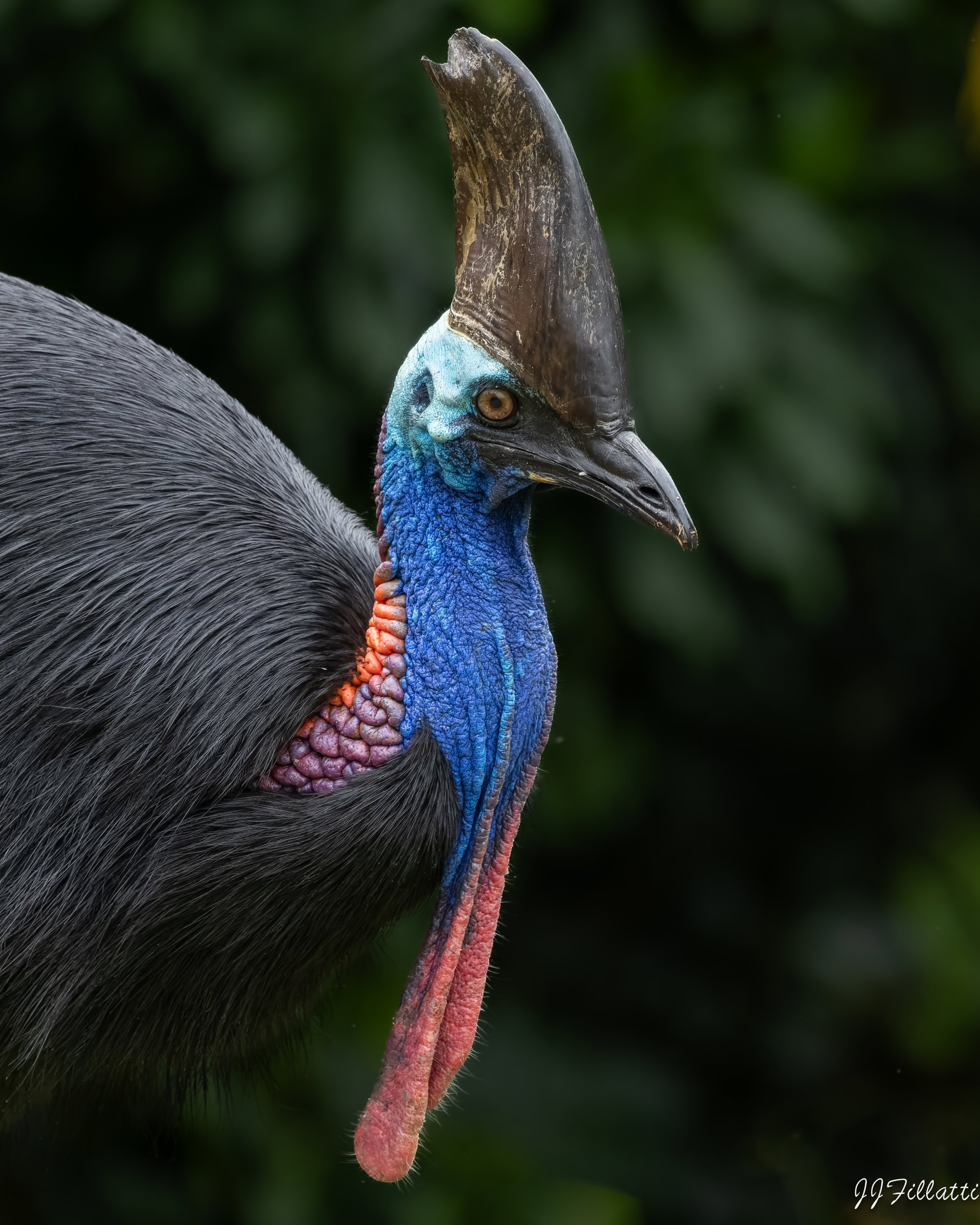 A close up profile of a casowary's head