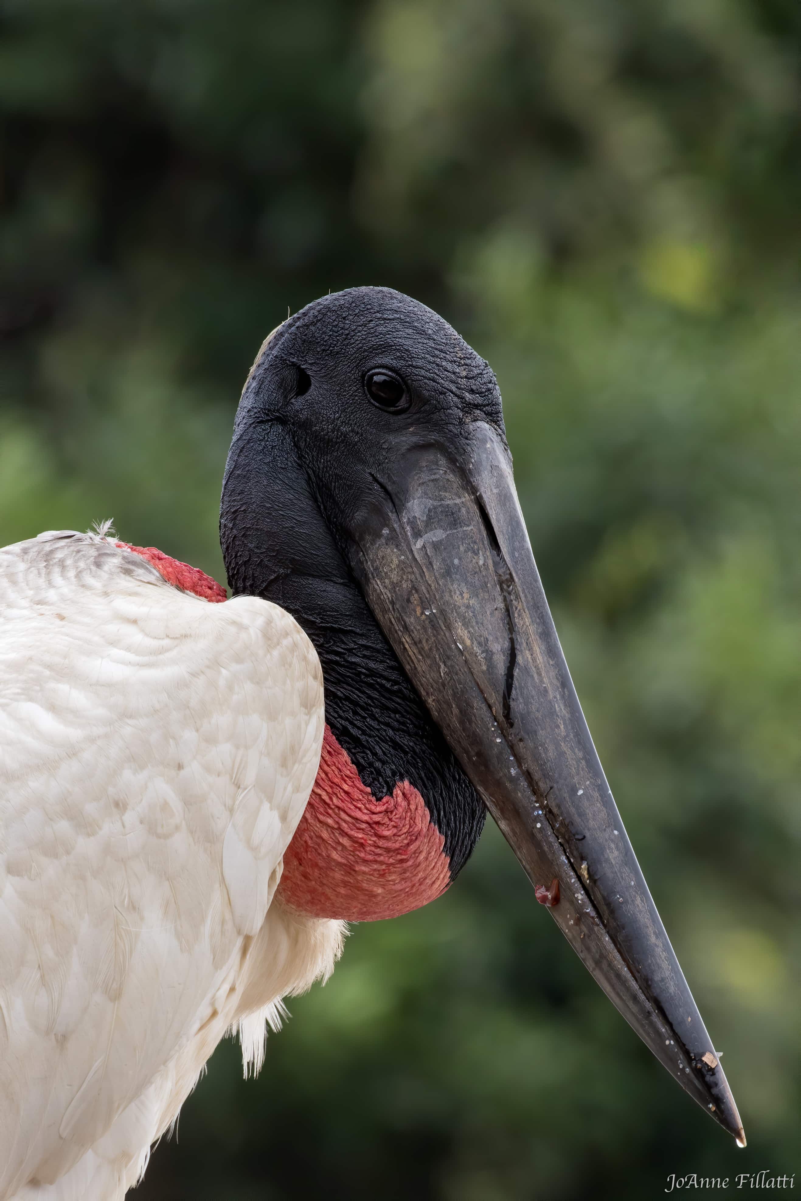 bird of brazil image 14