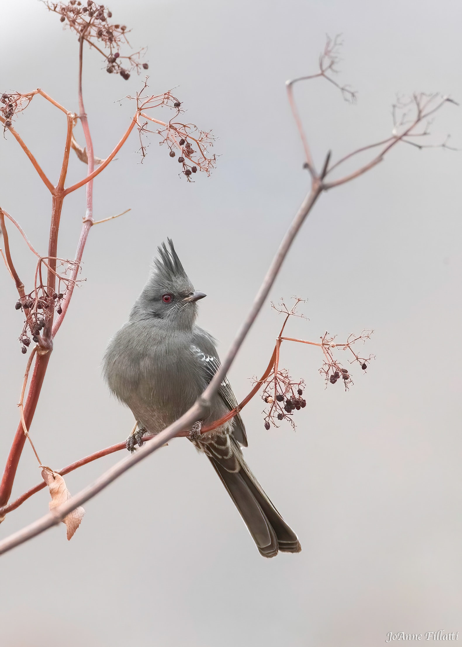 bird of California image 7