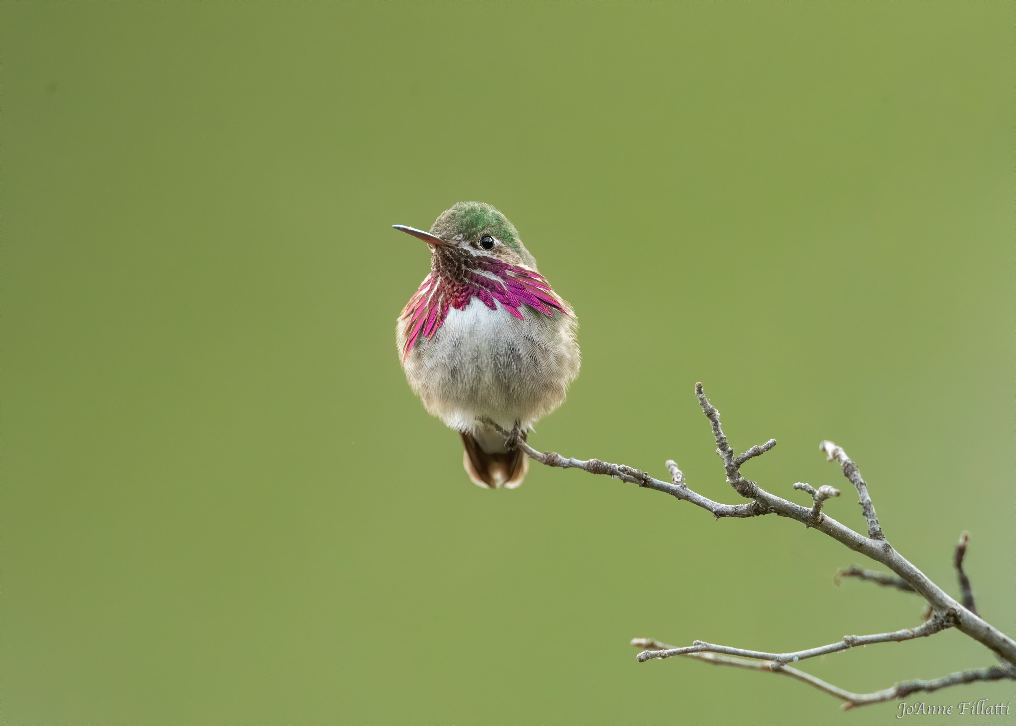 bird of California image 12