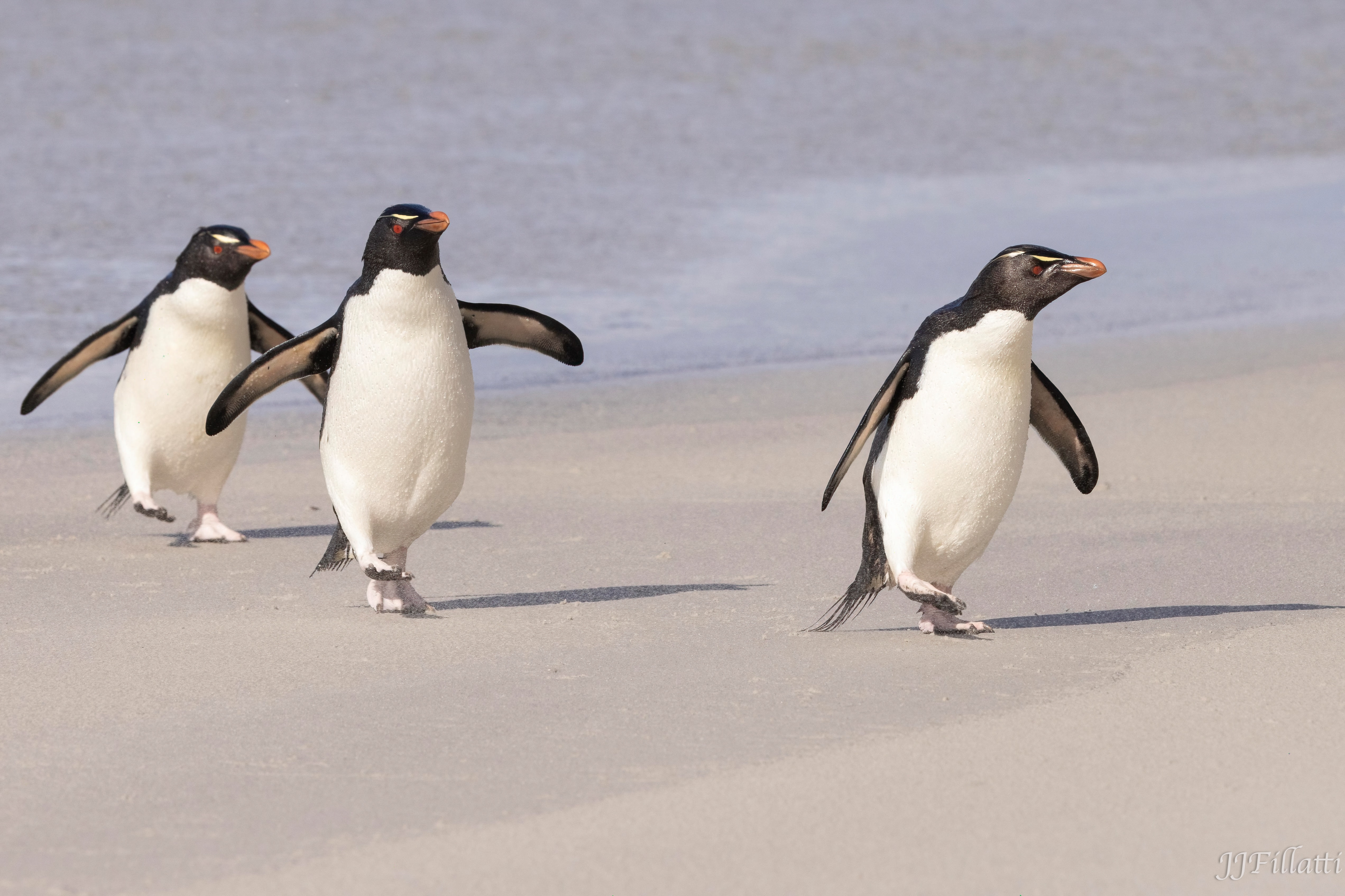 bird of the falklands image 51