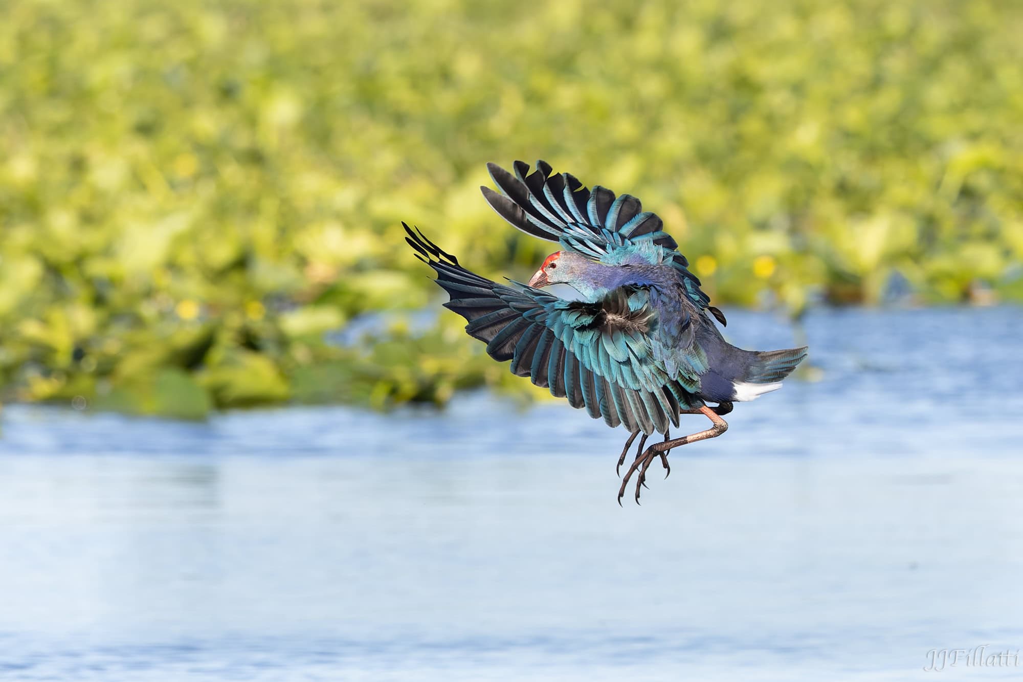 bird of florida image 8