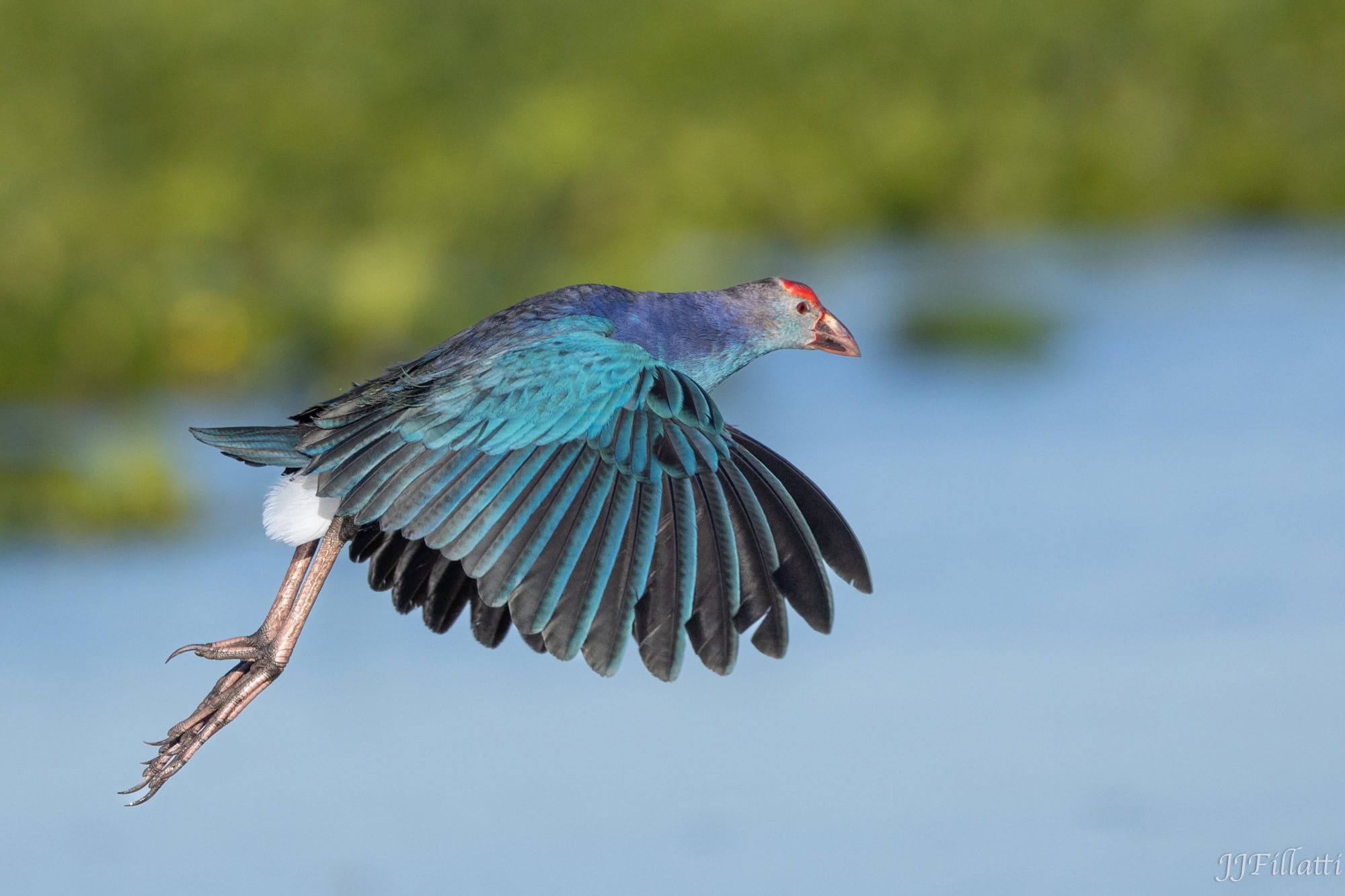 bird of florida image 9