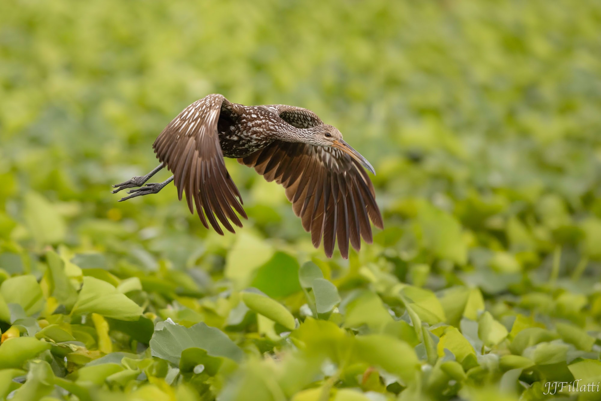 bird of florida image 10