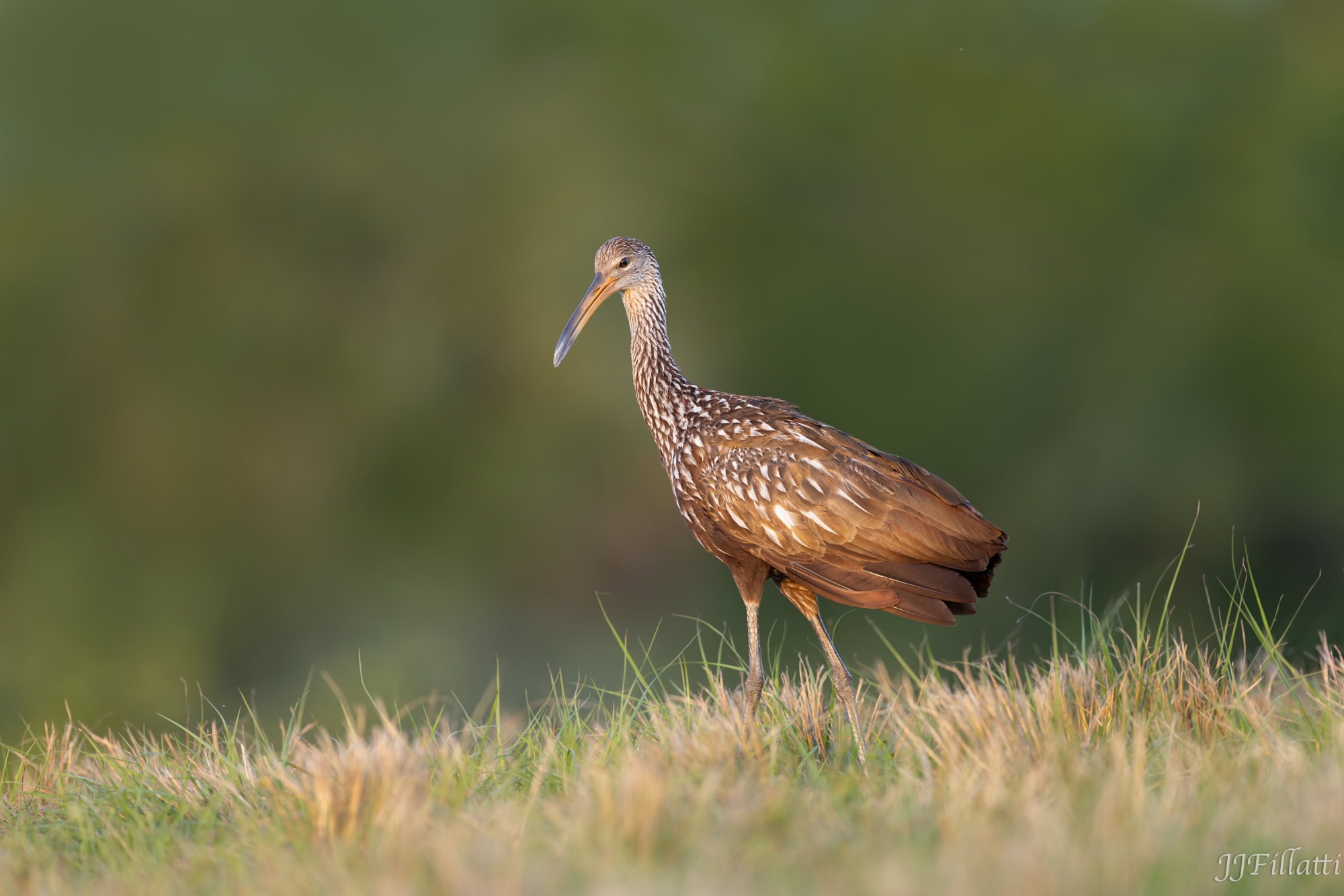 bird of florida image 24