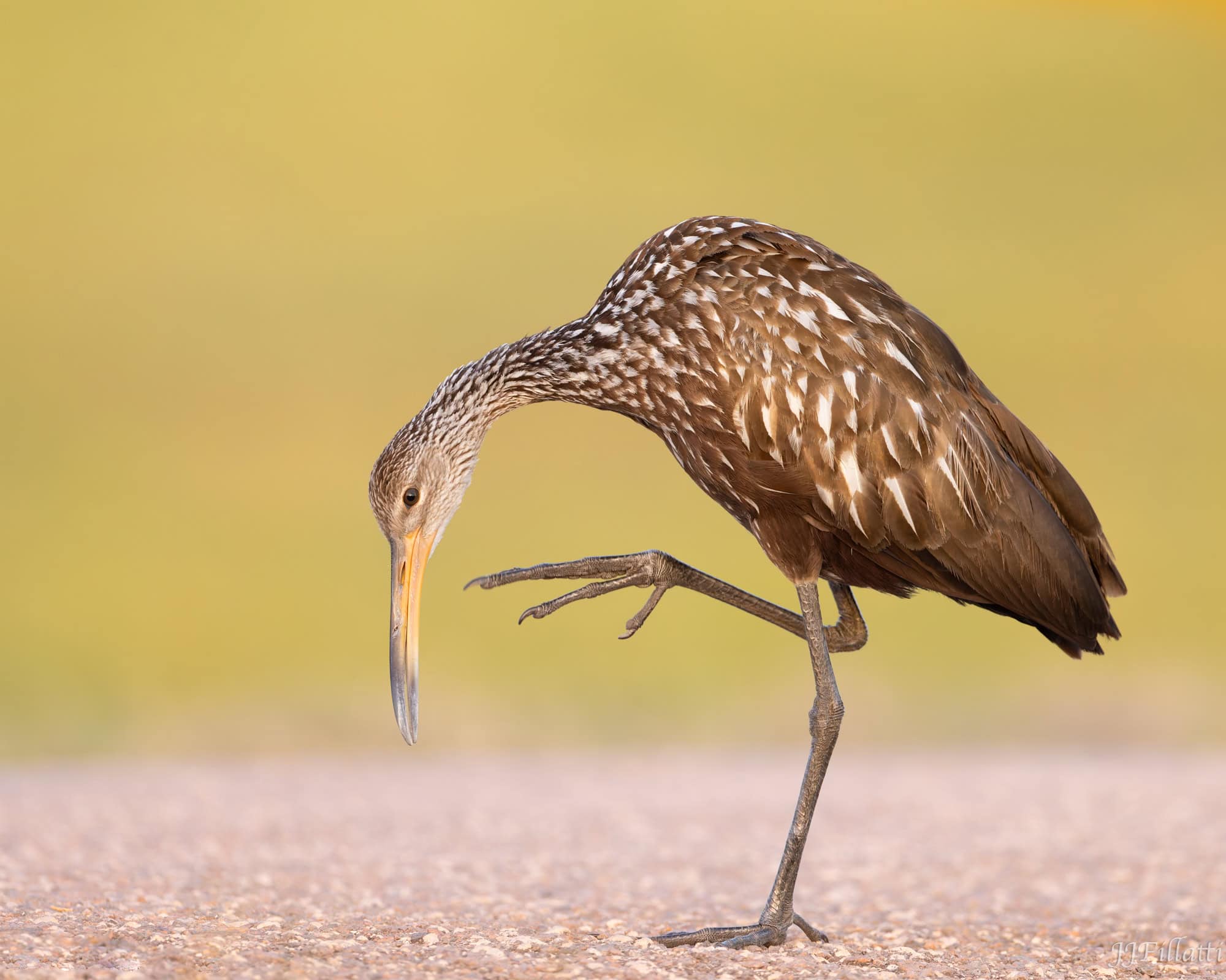 bird of florida image 37