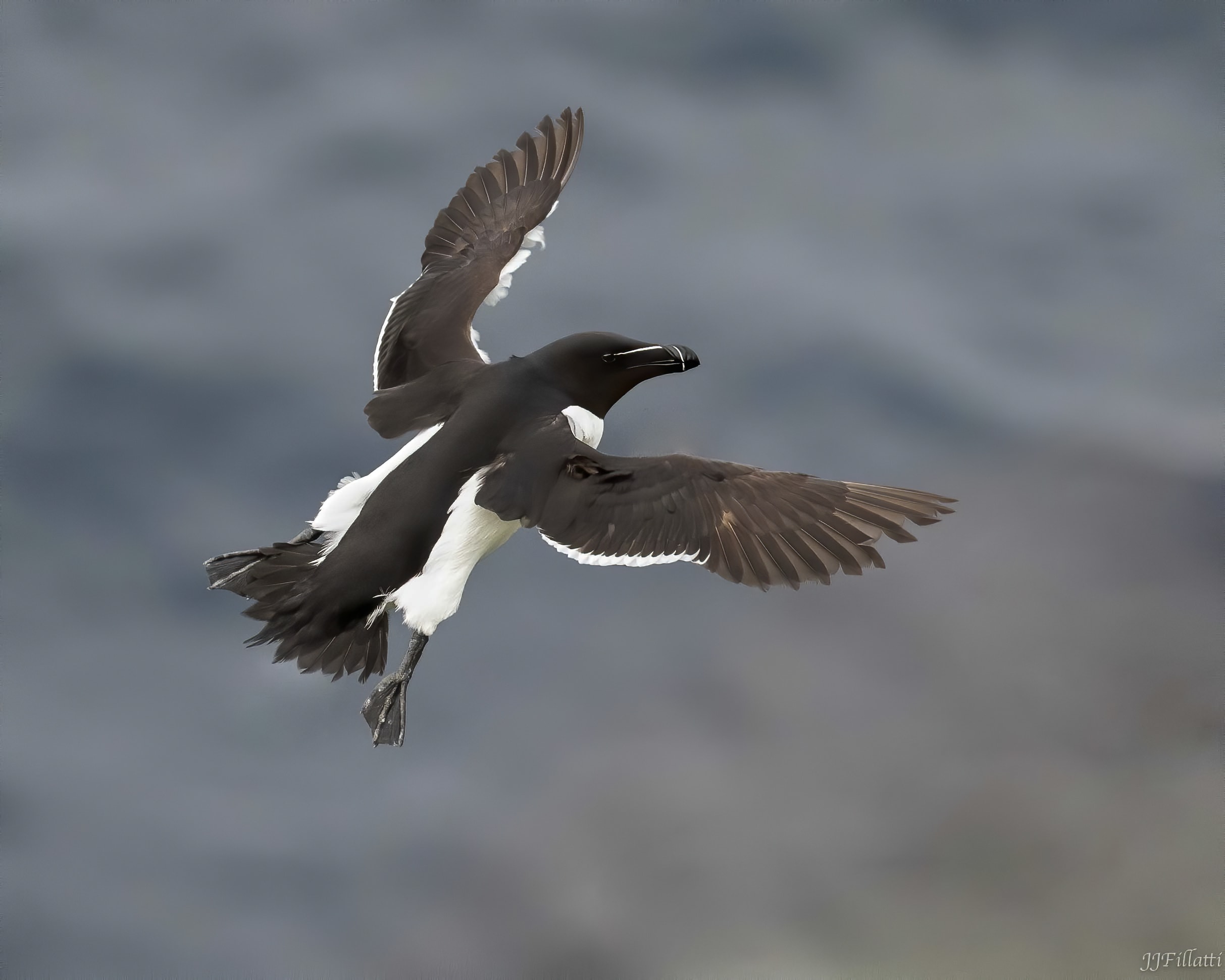 bird of iceland image 11