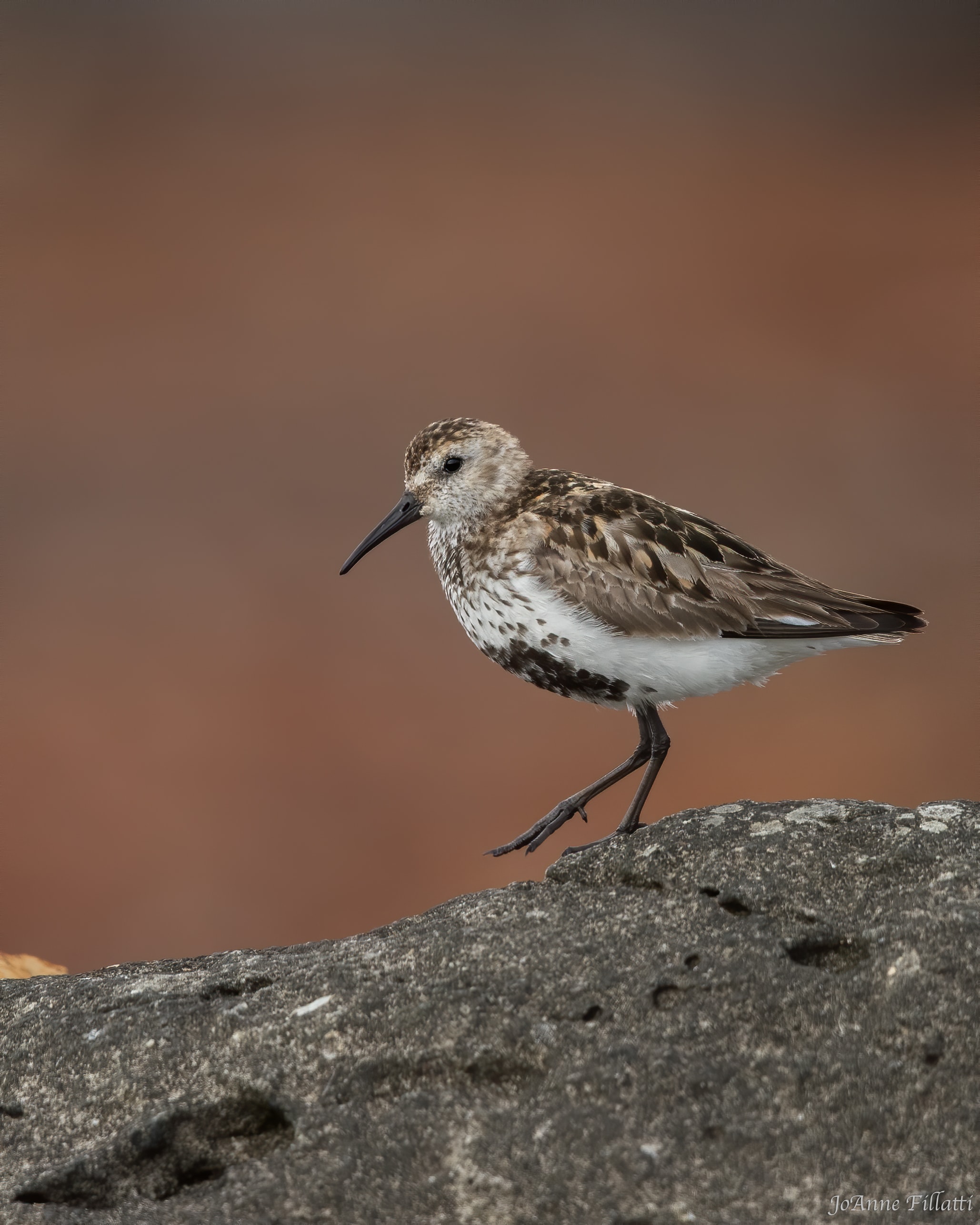 bird of iceland image 16