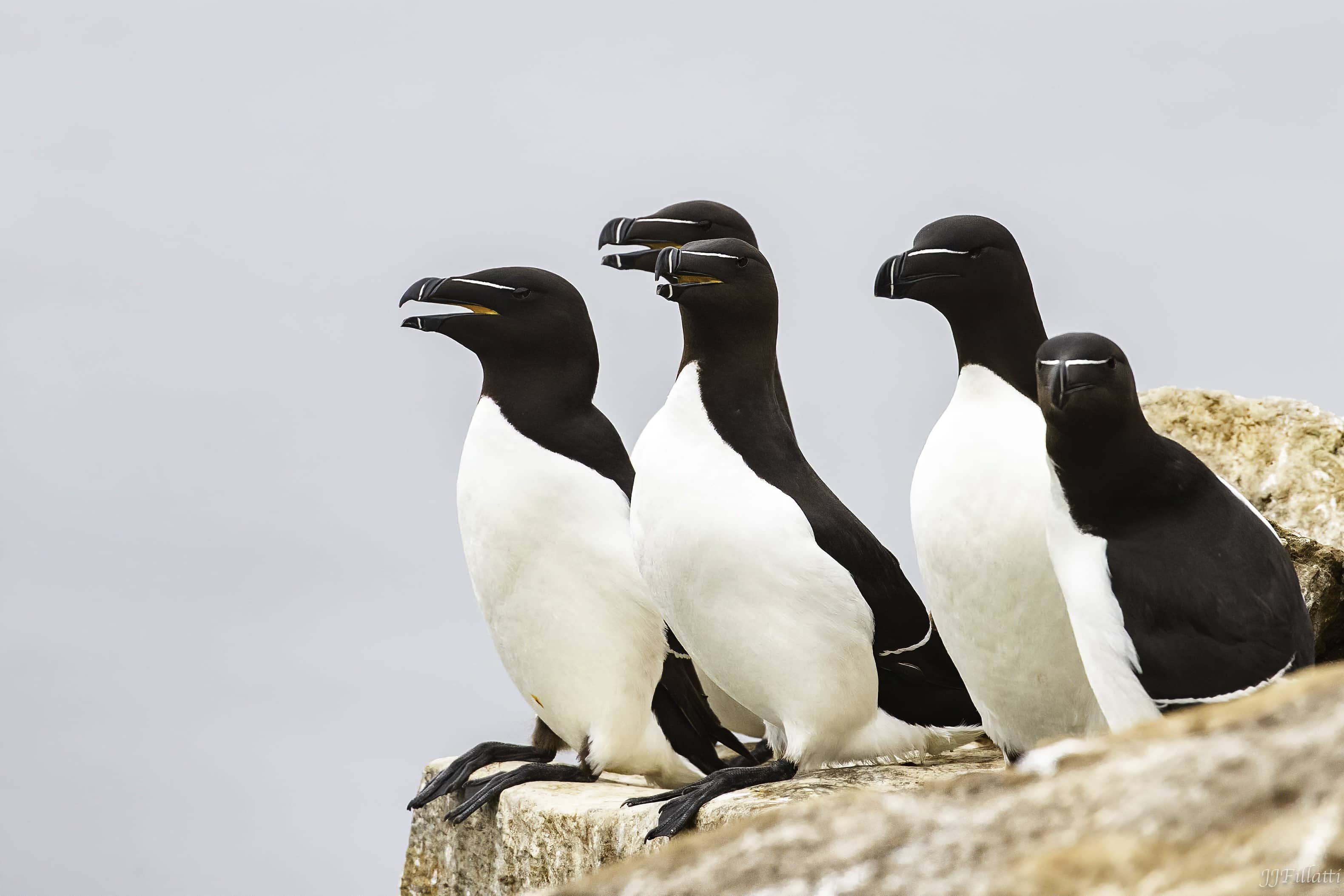 bird of iceland image 19