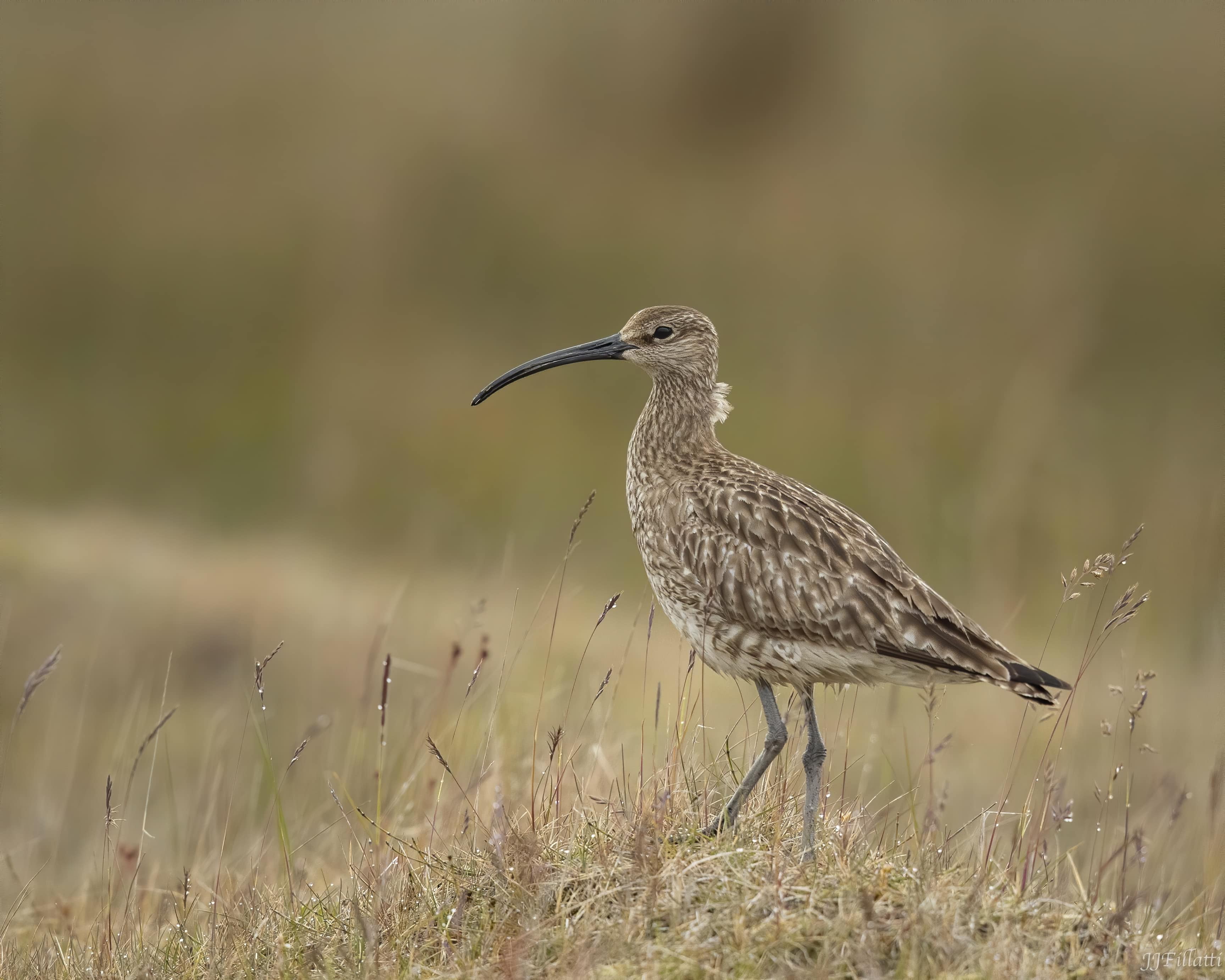 bird of iceland image 22