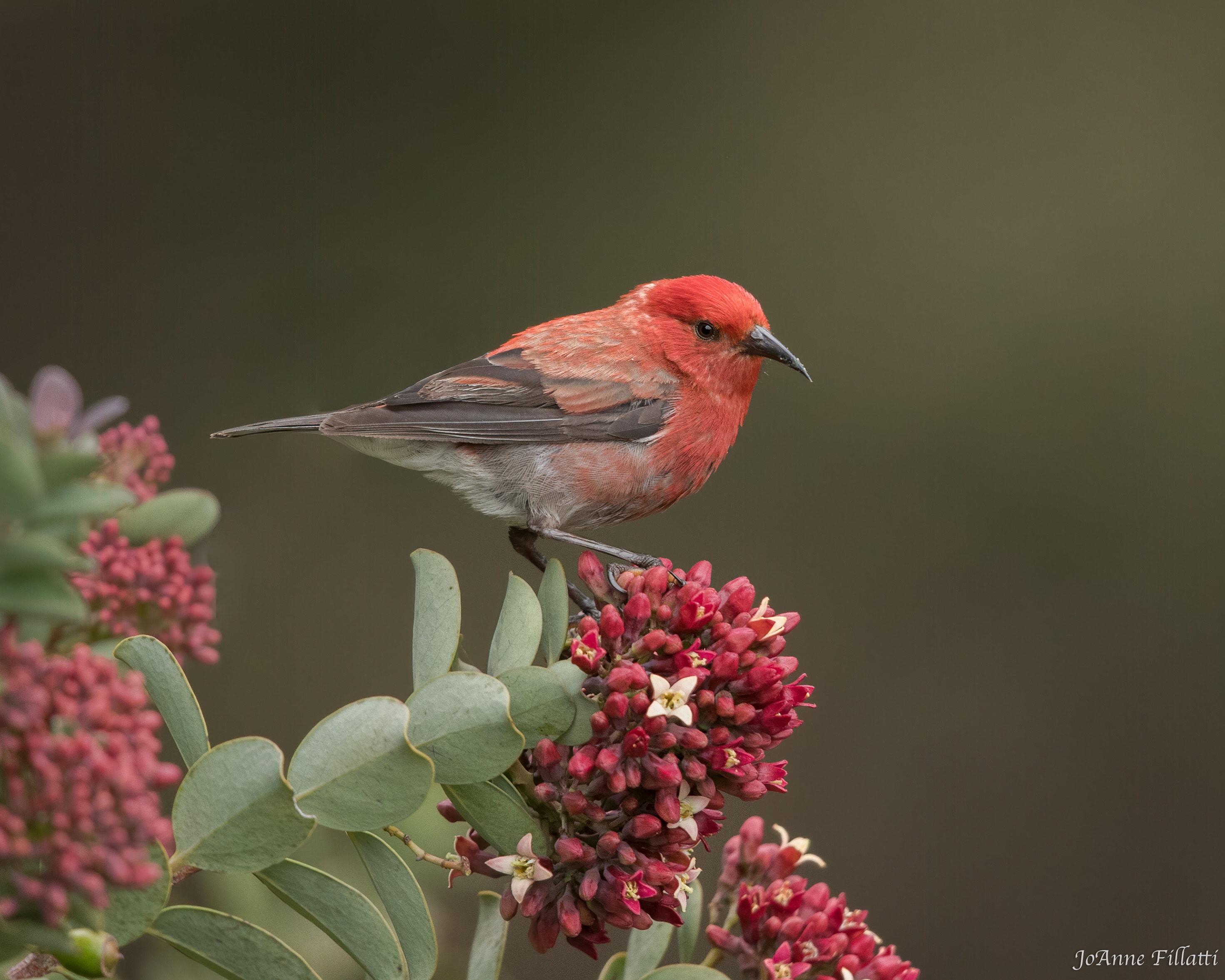 bird of maui image 1