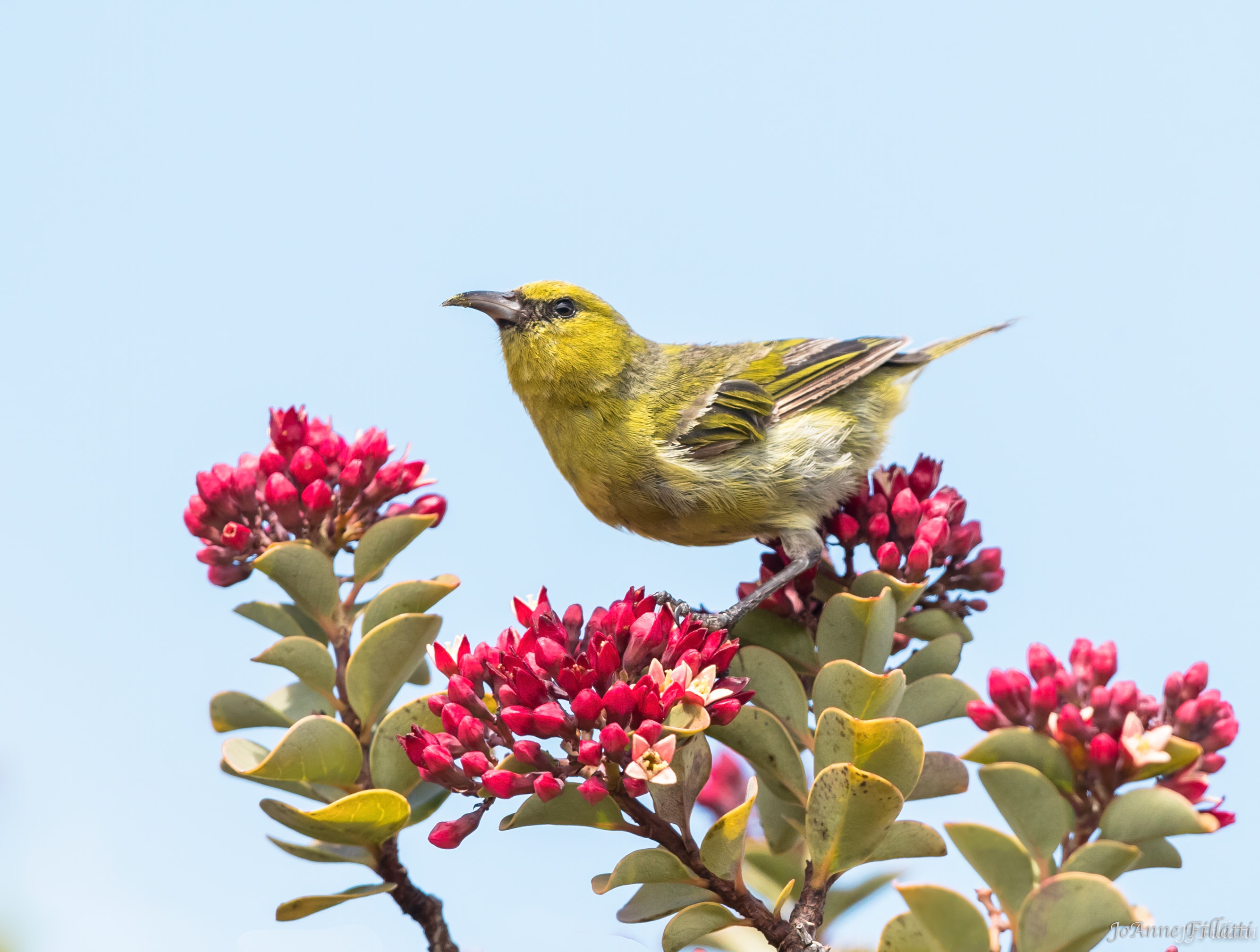 bird of maui image 2