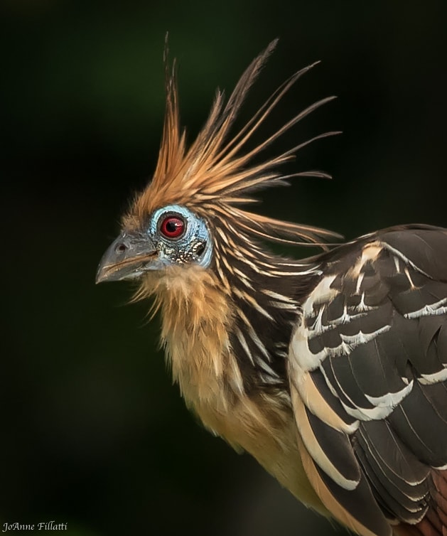 bird of peru image 13