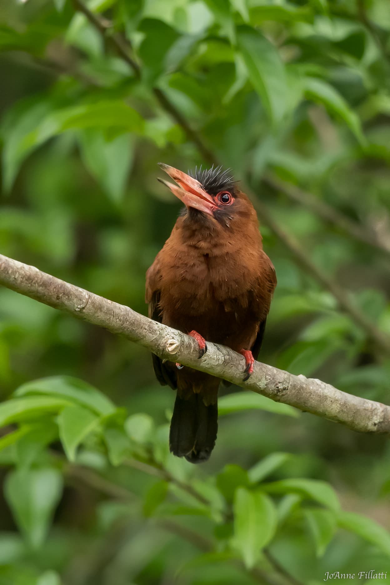 bird of peru image 14