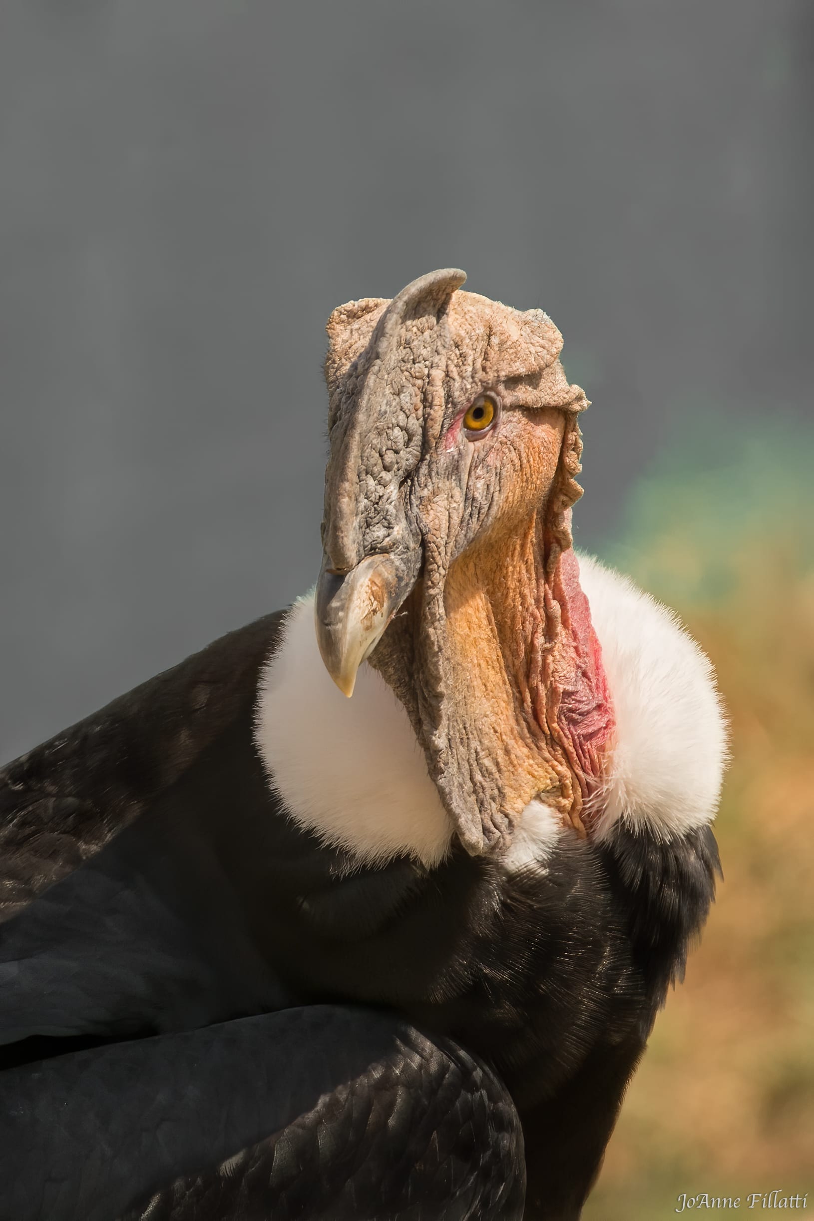 bird of peru image 18