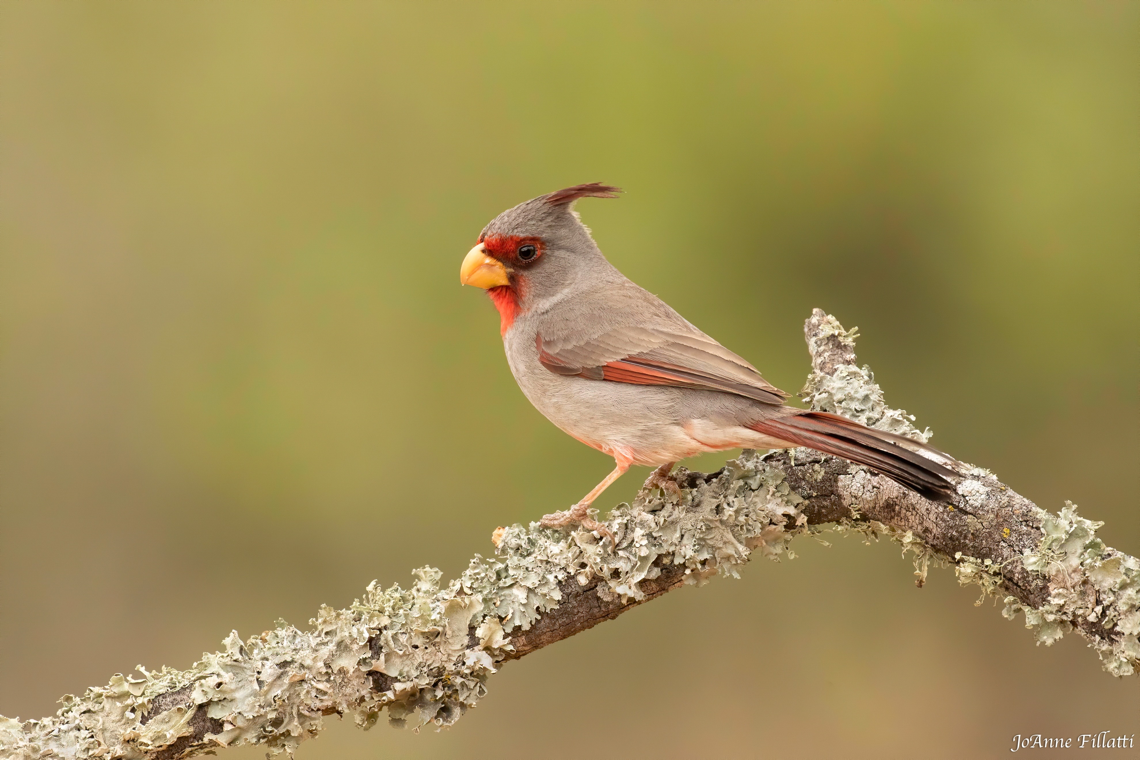 bird of texas image 5